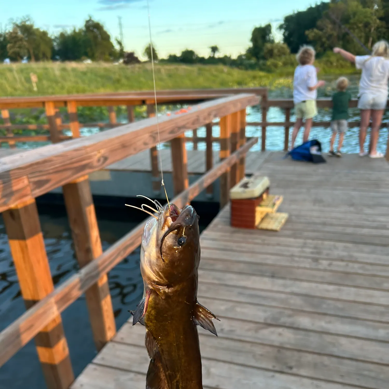 Yellow bullhead caught on Fishbrain