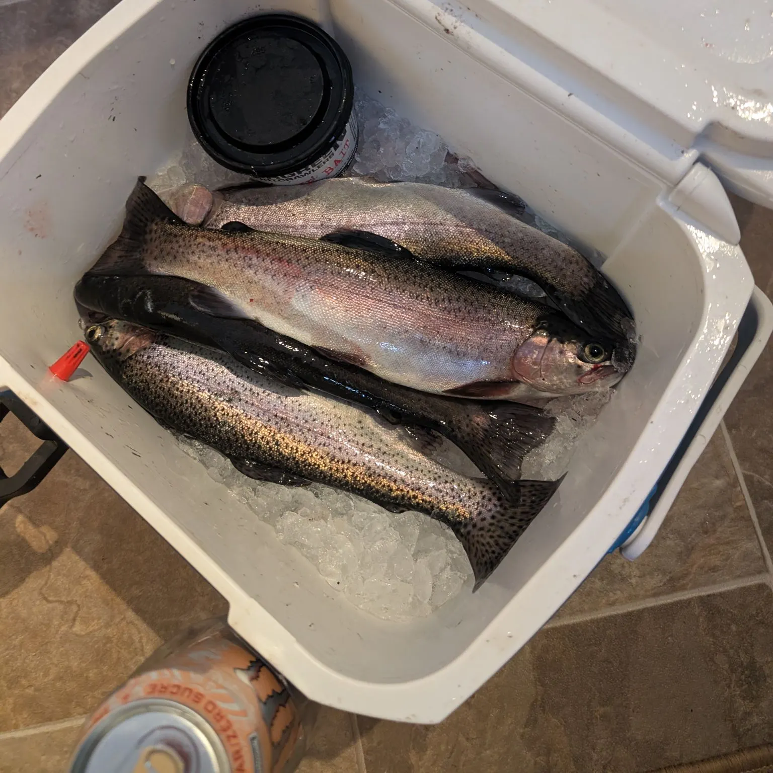 Rainbow trout caught on Fishbrain