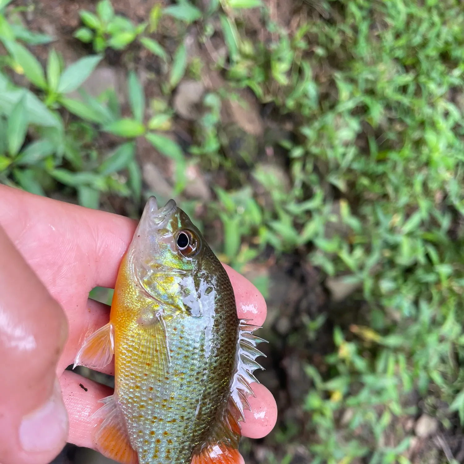 The most recent Pumpkinseed x redbreast sunfish catches on Fishbrain