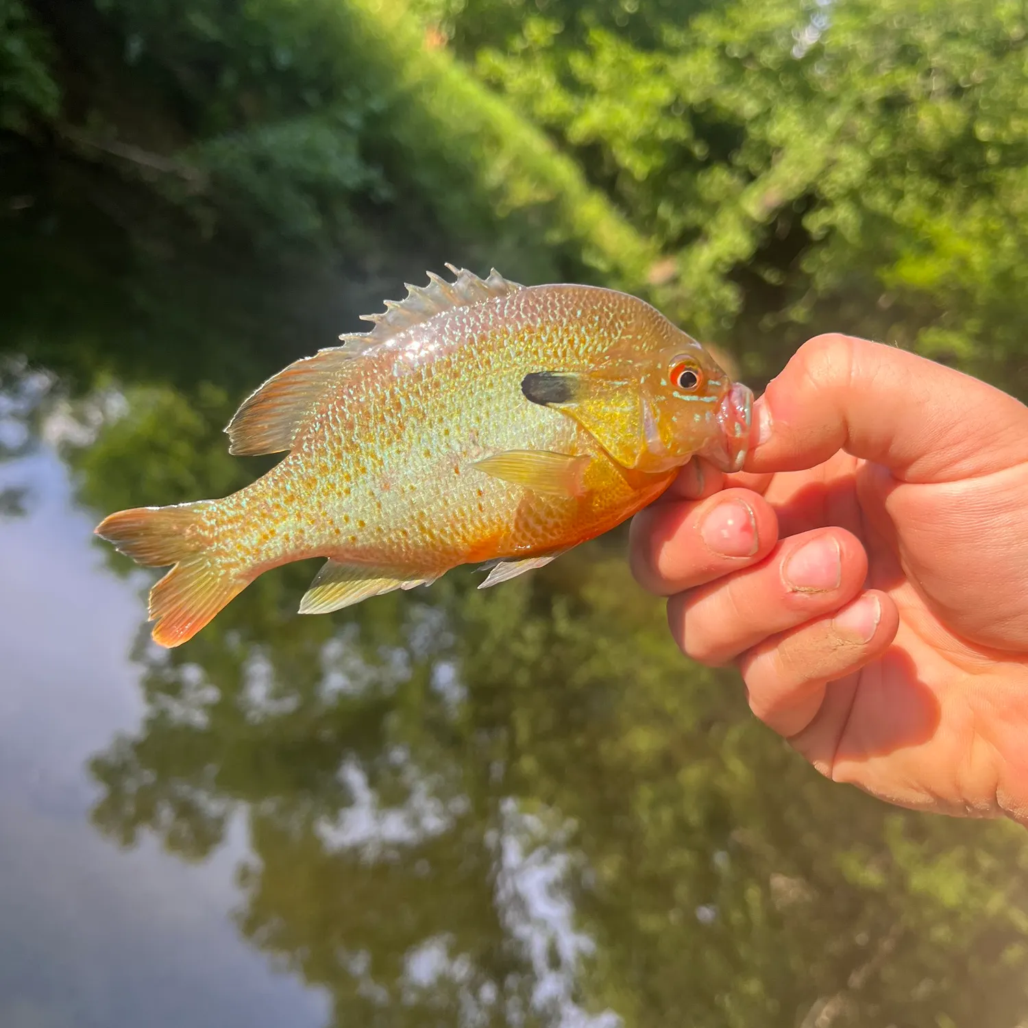 Redbreast sunfish caught on Fishbrain