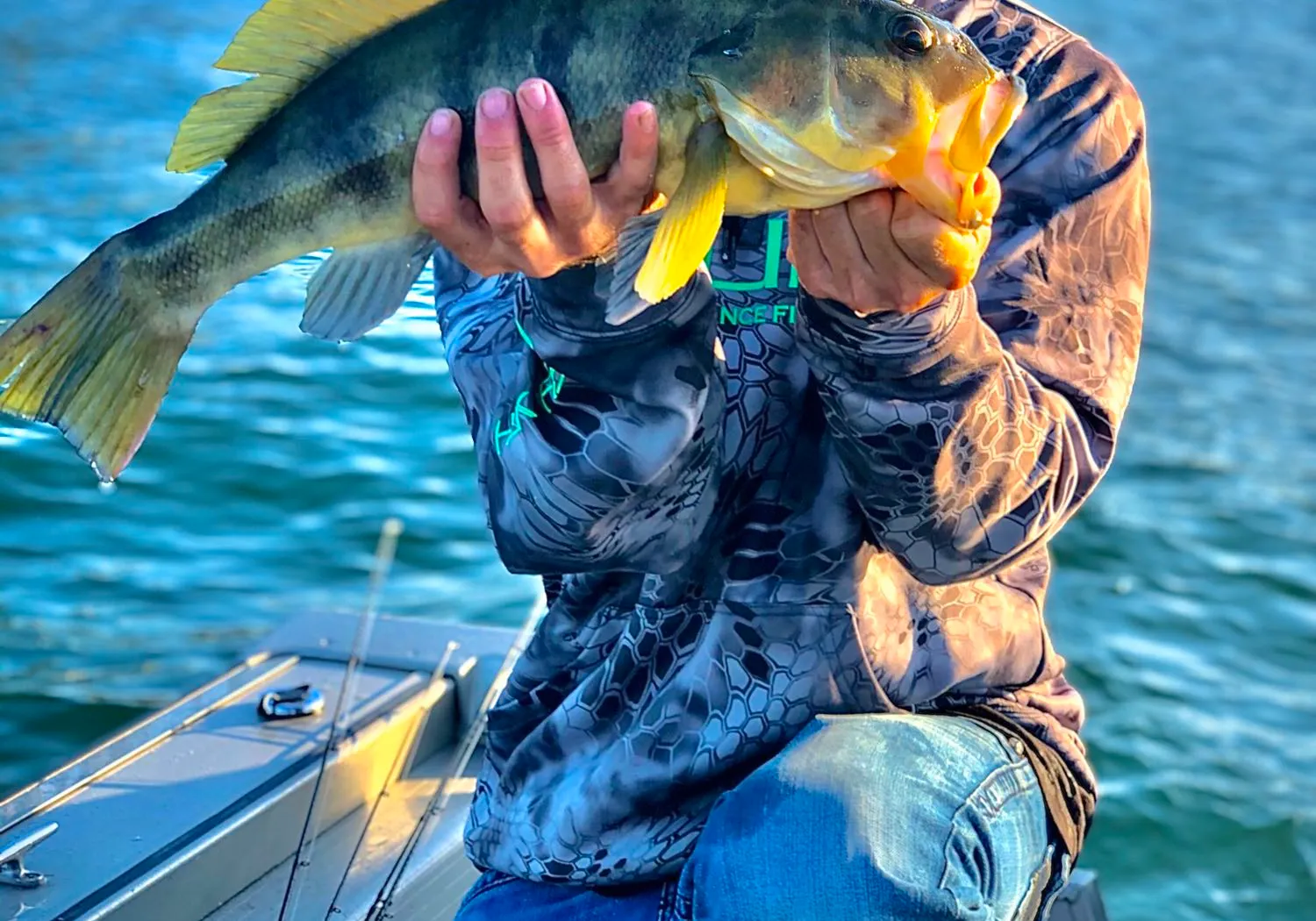 Barred sand bass