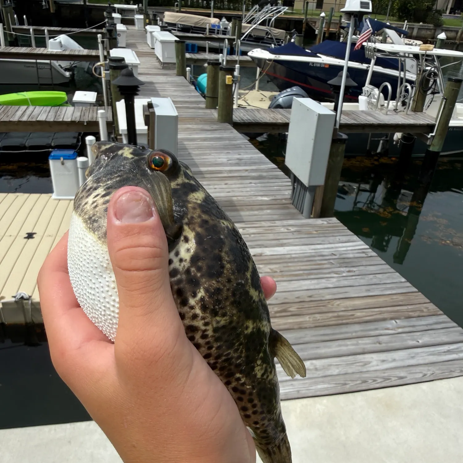The most recent Checkered puffer catches on Fishbrain