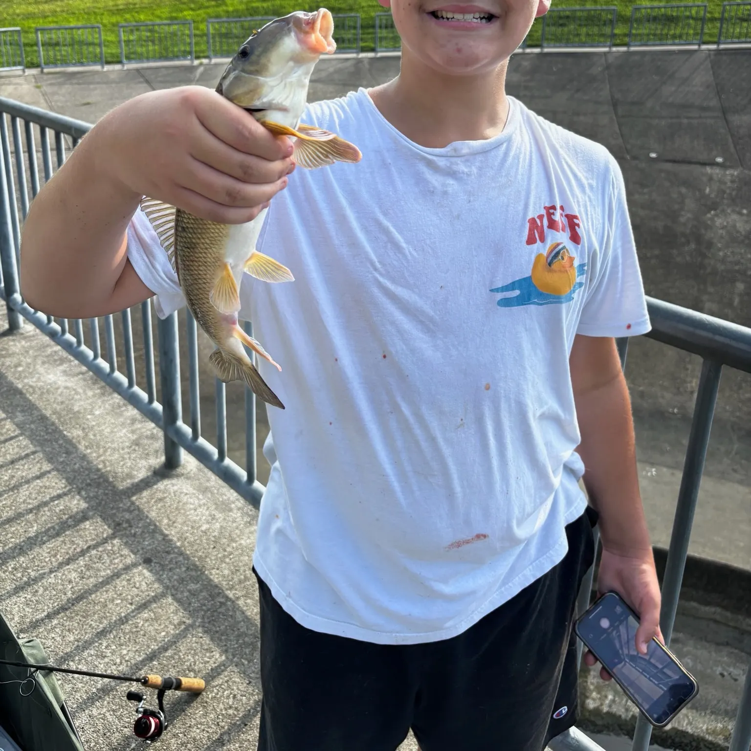 The most recent Common carp catches on Fishbrain