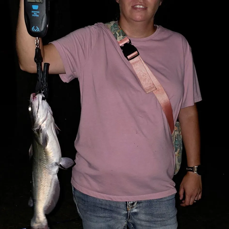 Channel catfish caught on Fishbrain