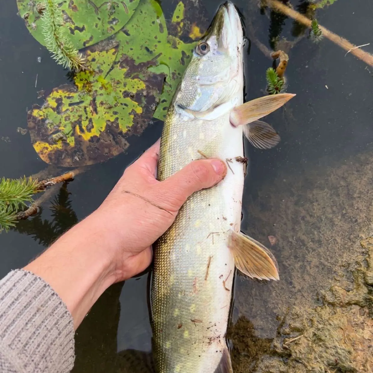 Northern pike caught on Fishbrain