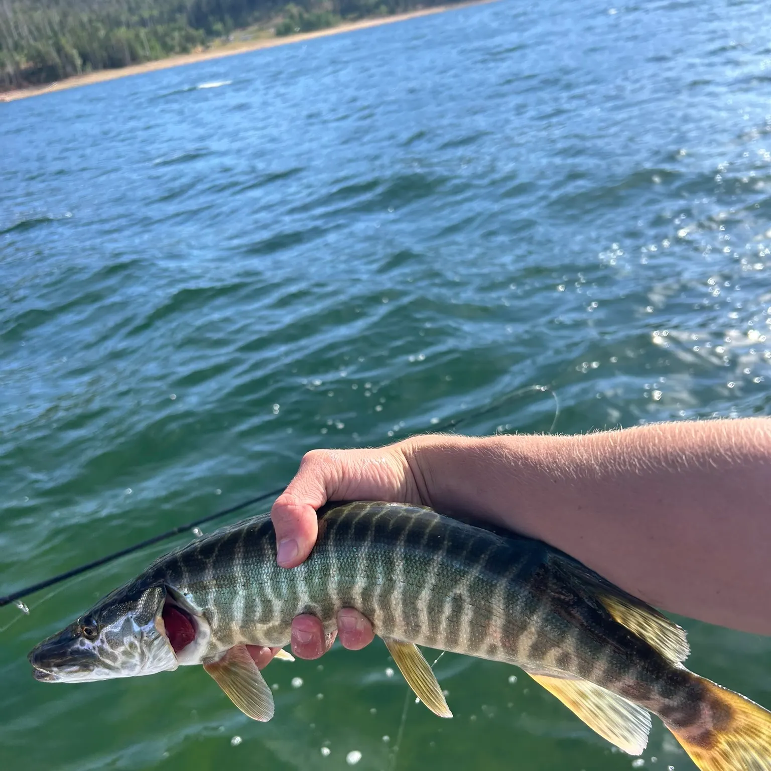 The most recent Tiger muskellunge catches on Fishbrain