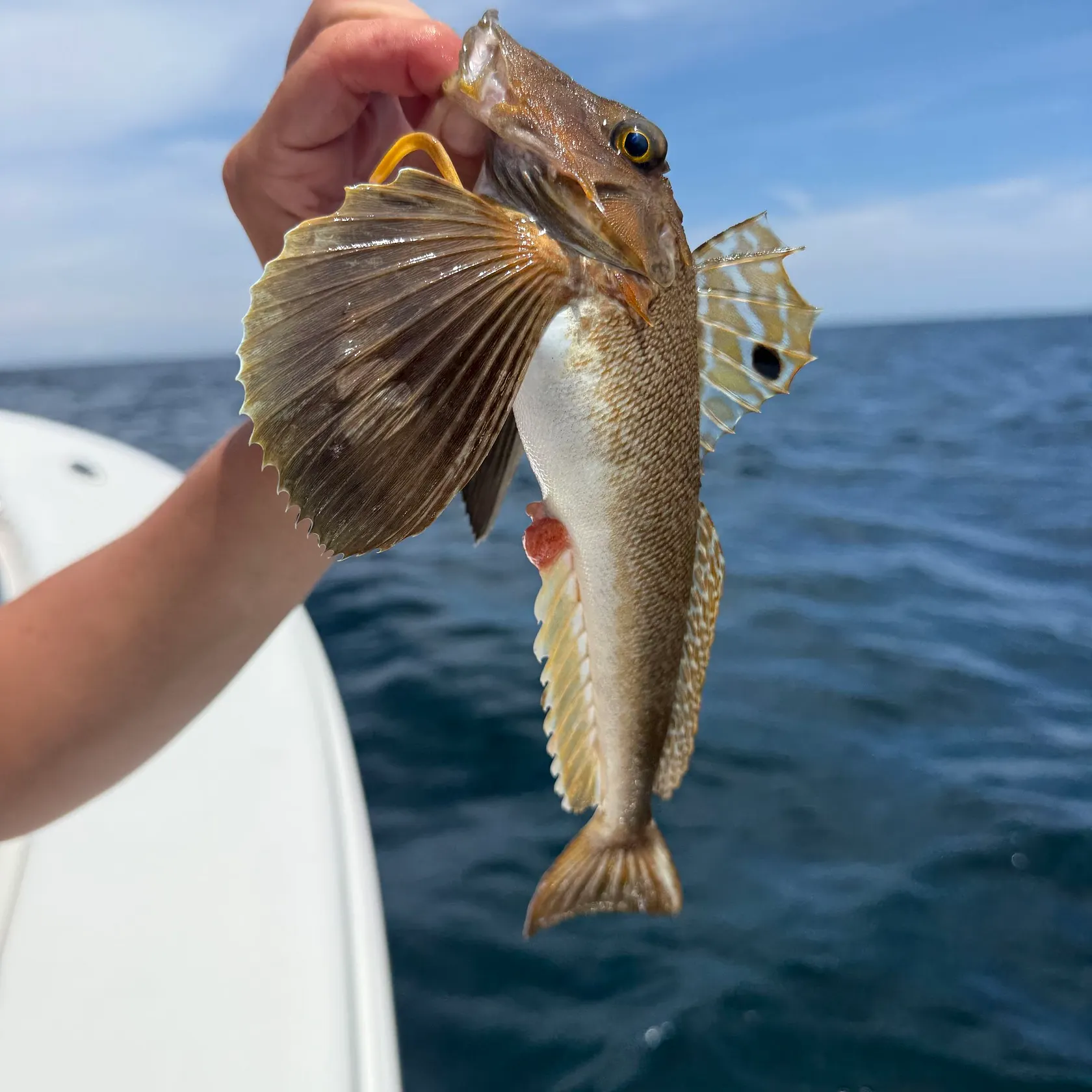 The most recent Northern searobin catches on Fishbrain