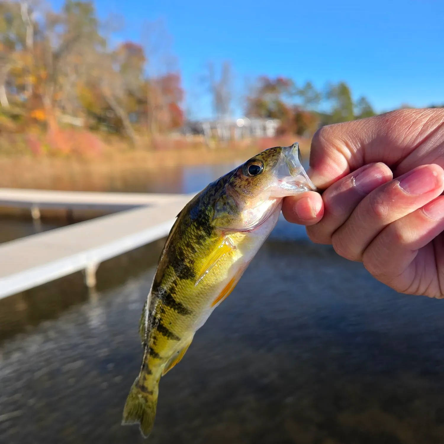 Yellow perch caught on Fishbrain