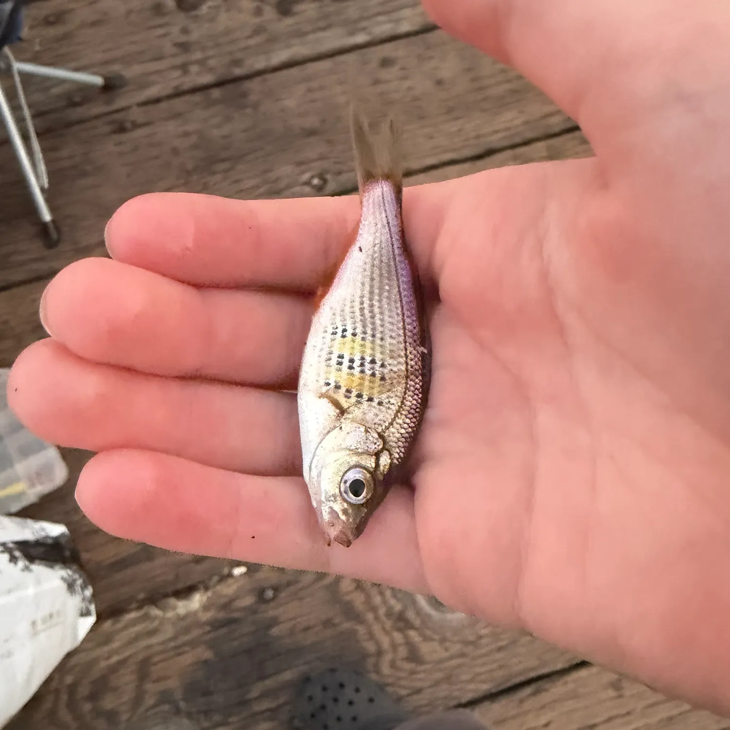Shiner perch caught on Fishbrain