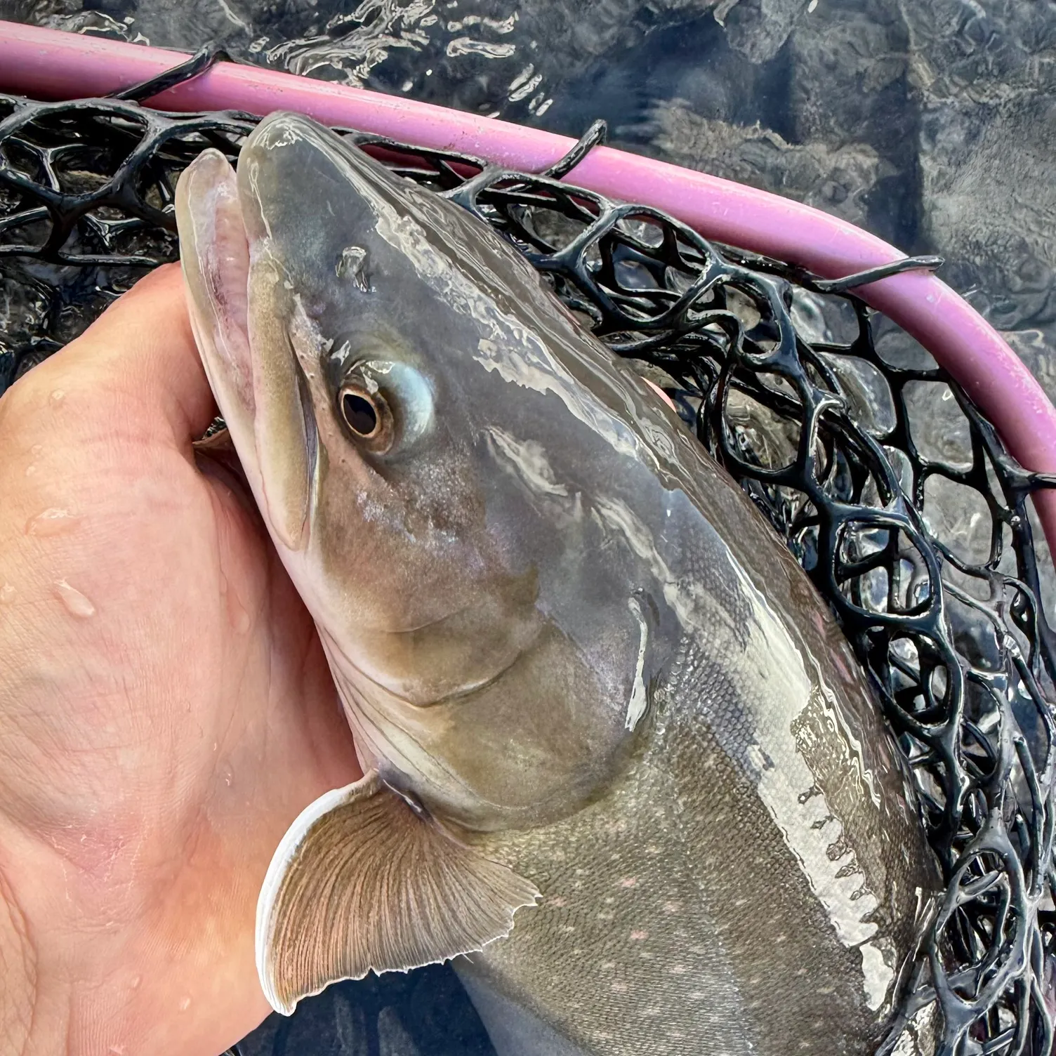 The most recent Bull trout catches on Fishbrain