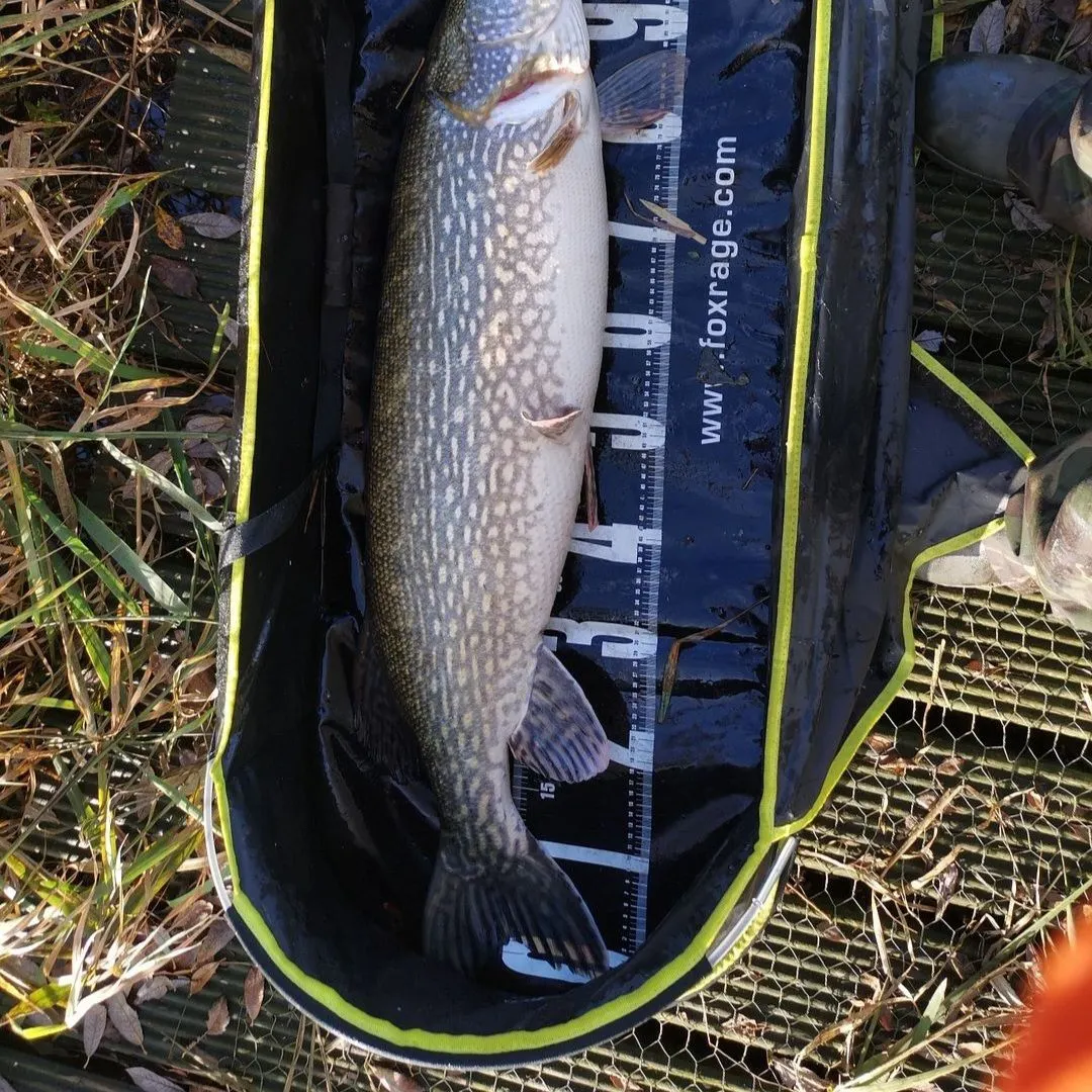 Northern pike caught on Fishbrain