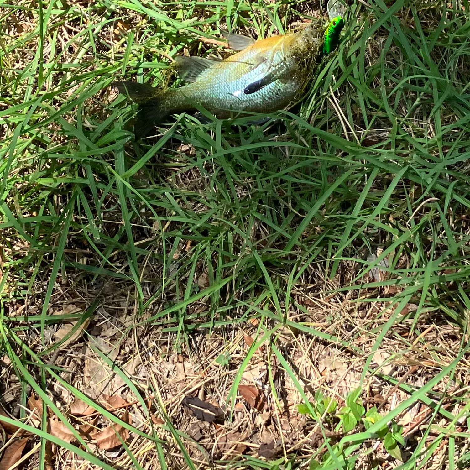 Redear sunfish caught on Fishbrain