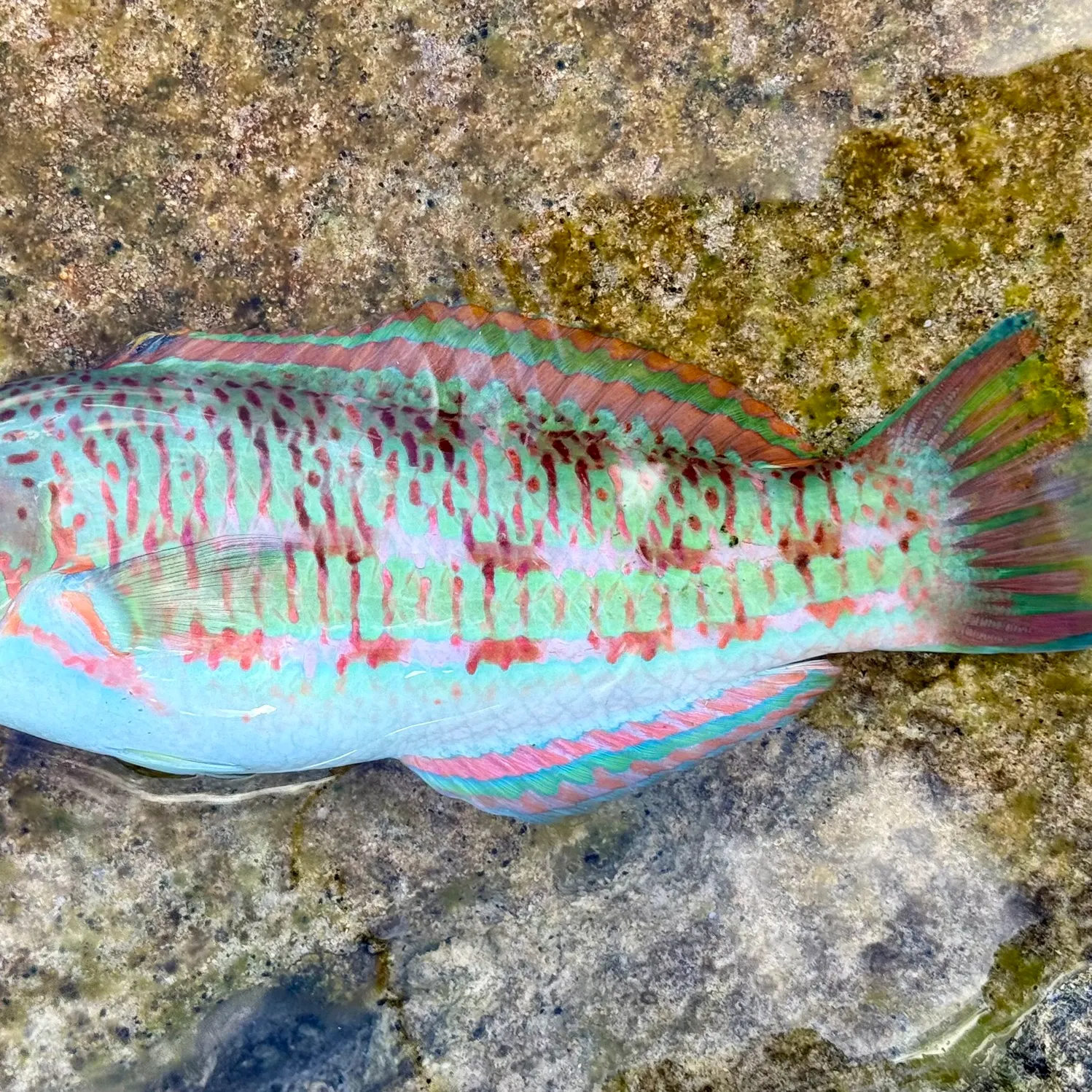 The most recent Christmas wrasse catches on Fishbrain