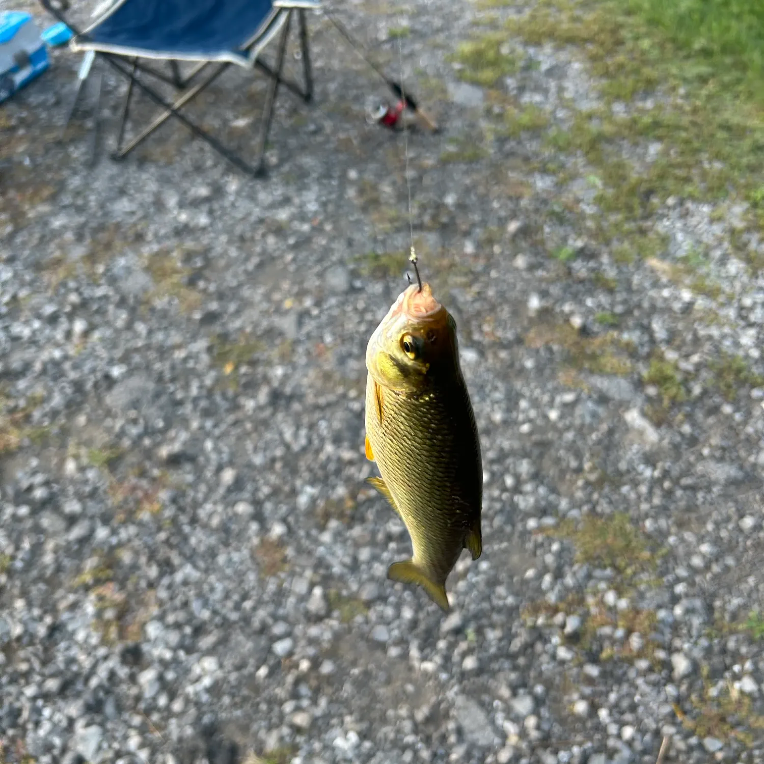The most recent Golden shiner catches on Fishbrain