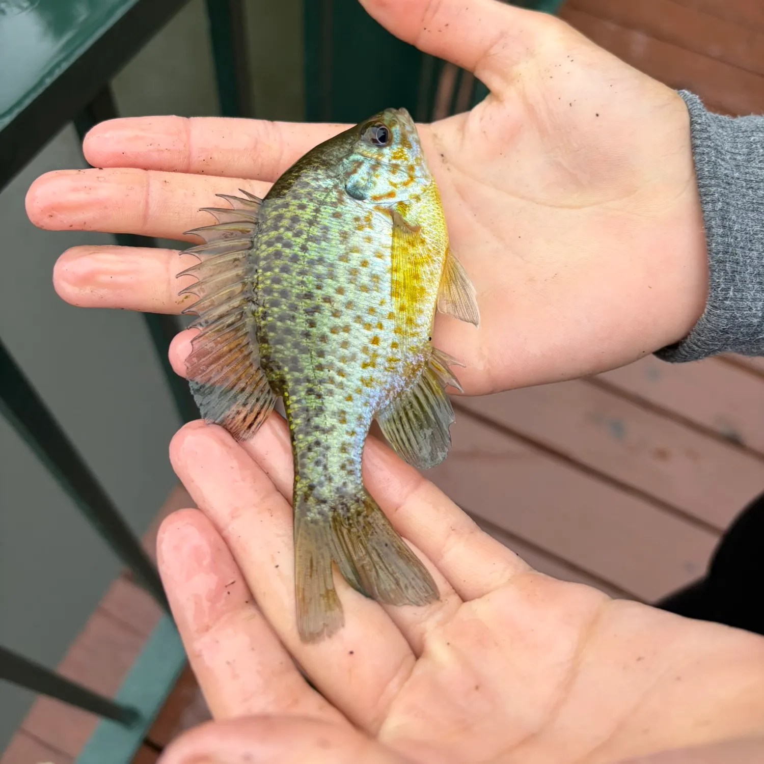 Orangespotted sunfish caught on Fishbrain