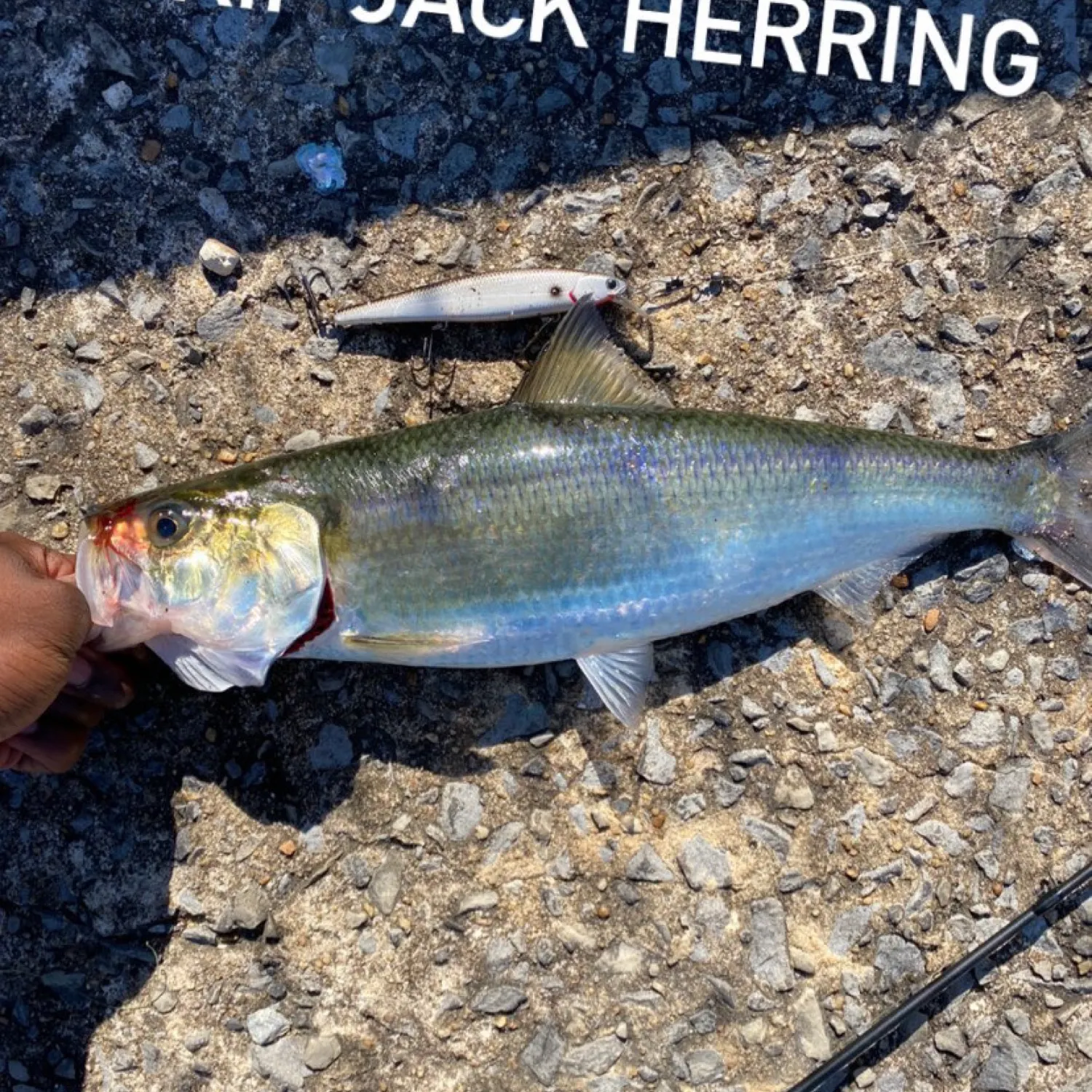 The most recent Skipjack herring catches on Fishbrain