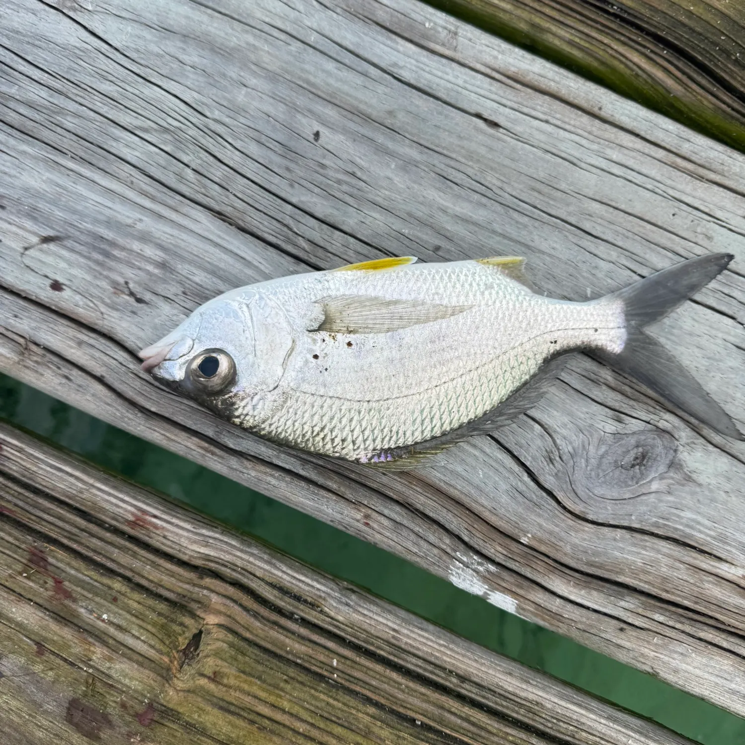 The most recent Yellowfin mojarra catches on Fishbrain
