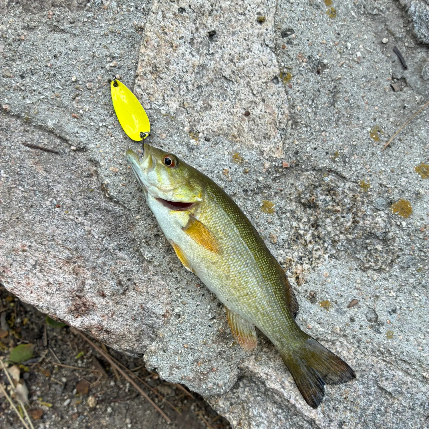 Smallmouth bass caught on Fishbrain