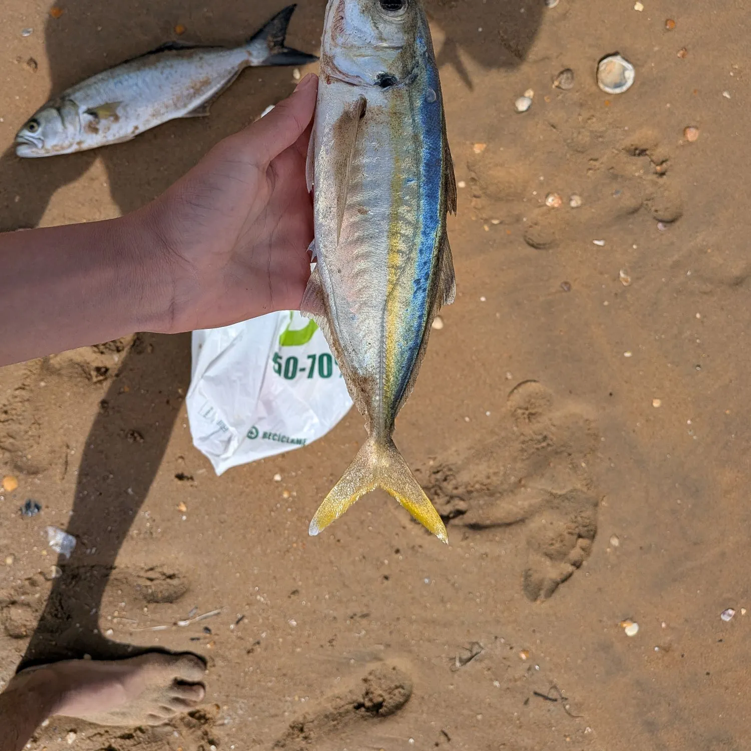 Shrimp scad caught on Fishbrain