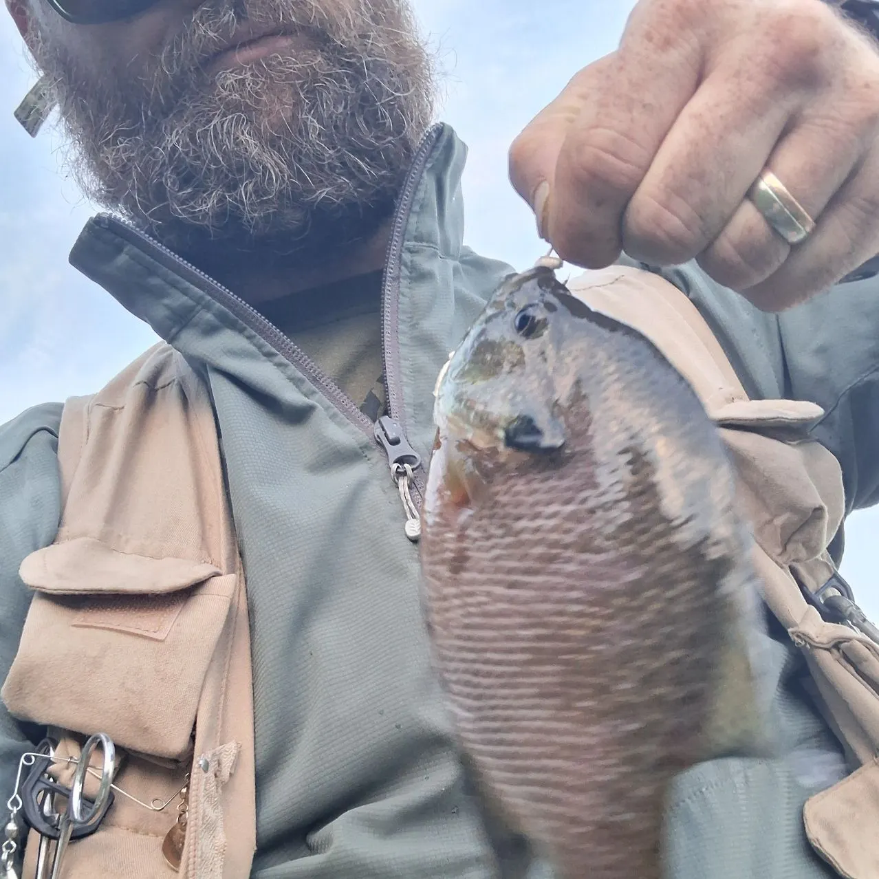 Bluegill caught on Fishbrain
