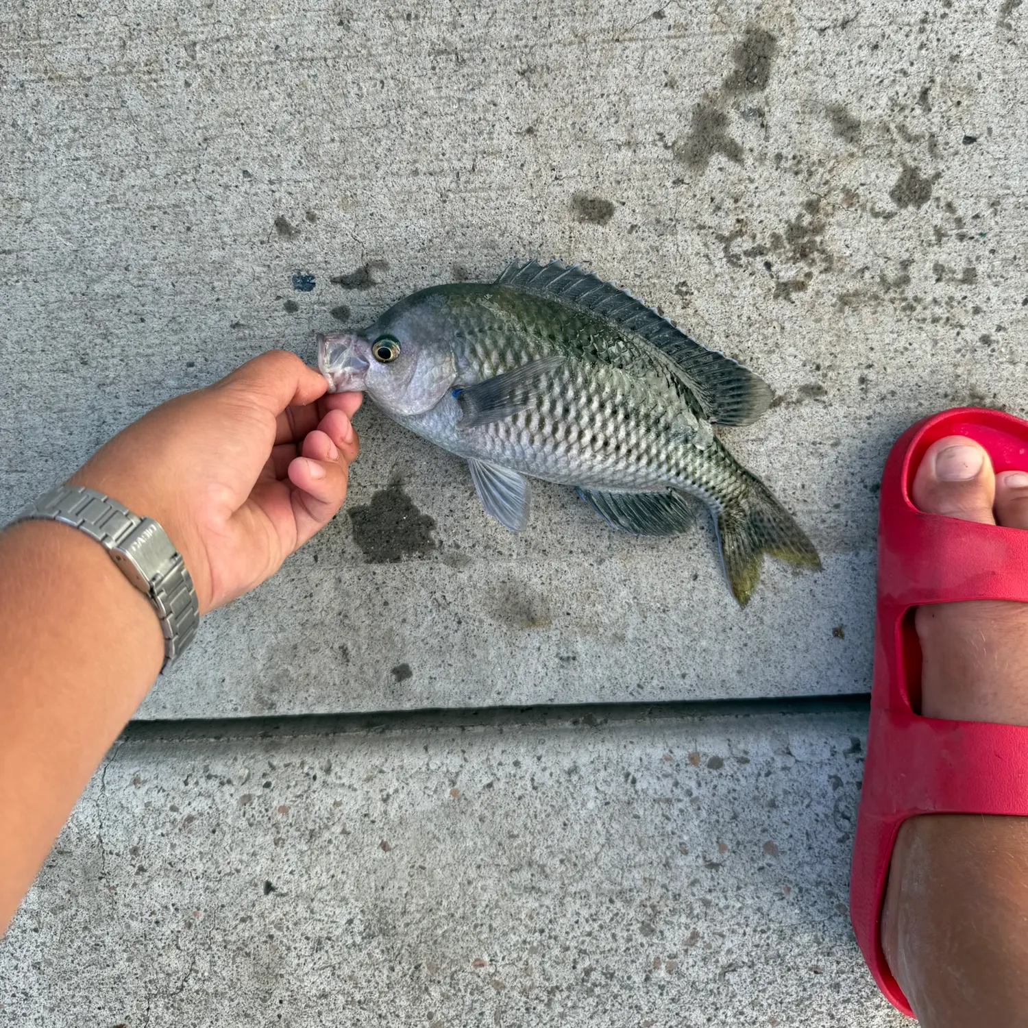 The most recent Blacksmith catches on Fishbrain