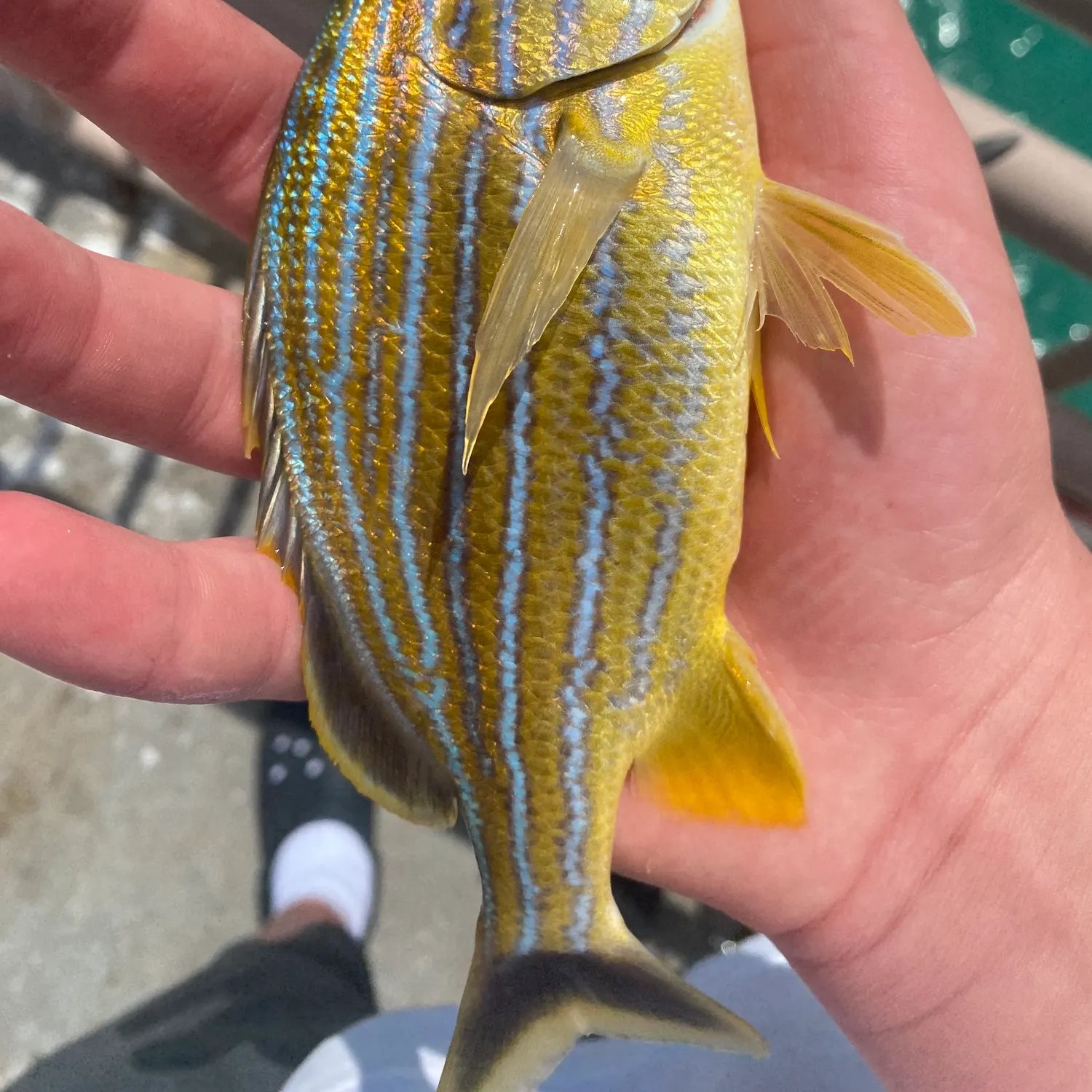 The most recent White margate catches on Fishbrain