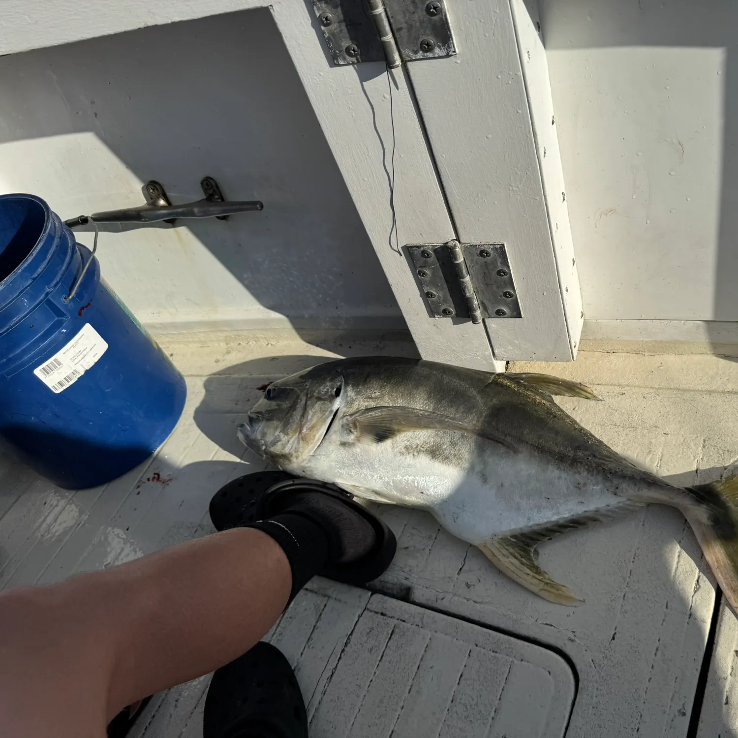 The most recent Yellowfin tuna catches on Fishbrain