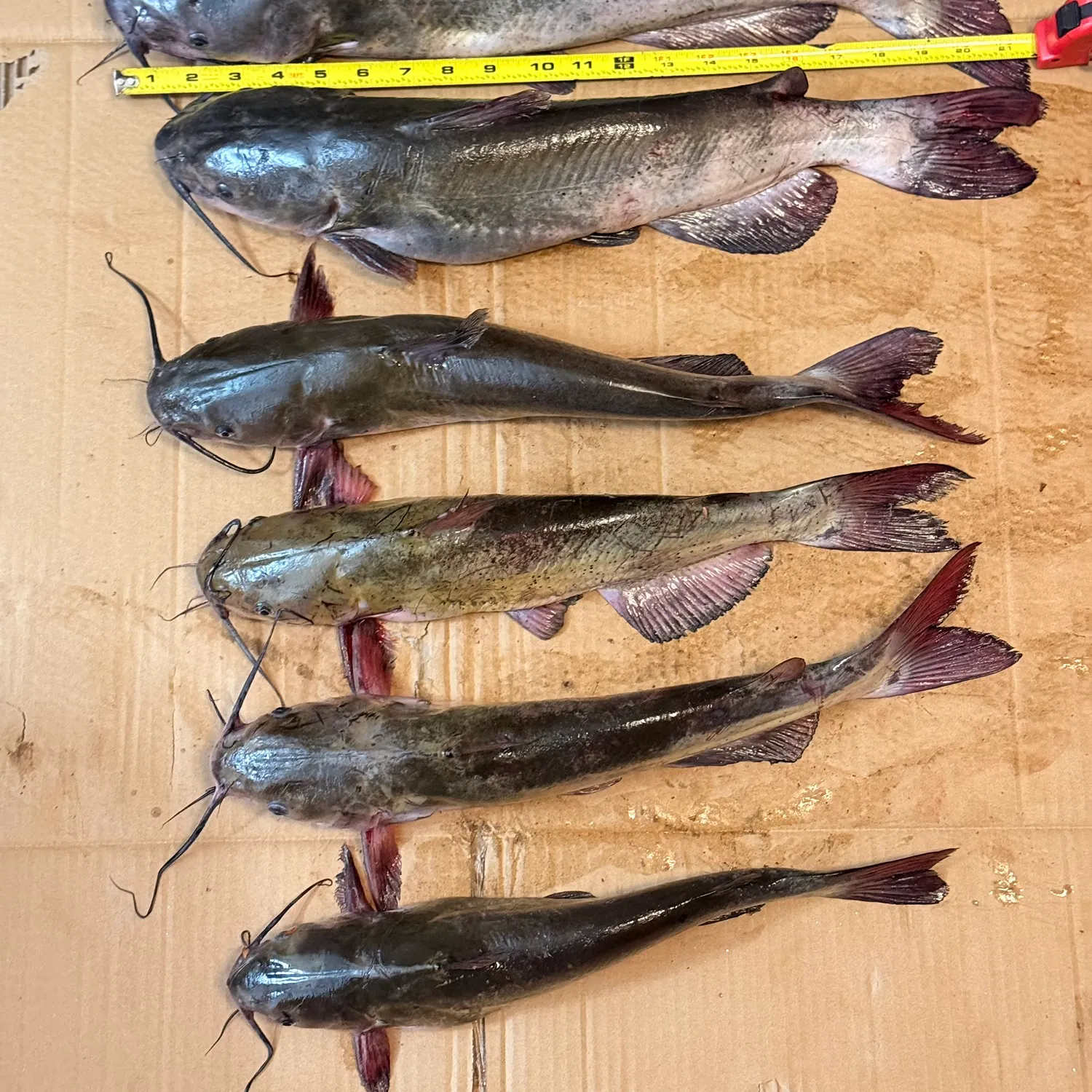 Channel catfish caught on Fishbrain