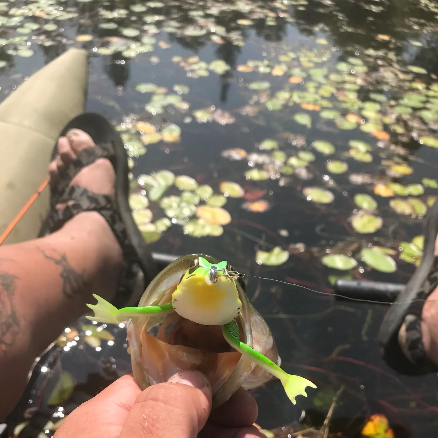 recently logged catches