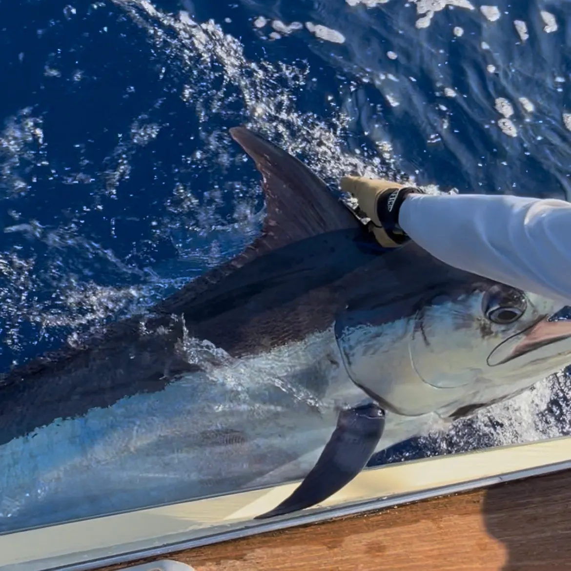 The most recent Indo-Pacific blue marlin catches on Fishbrain