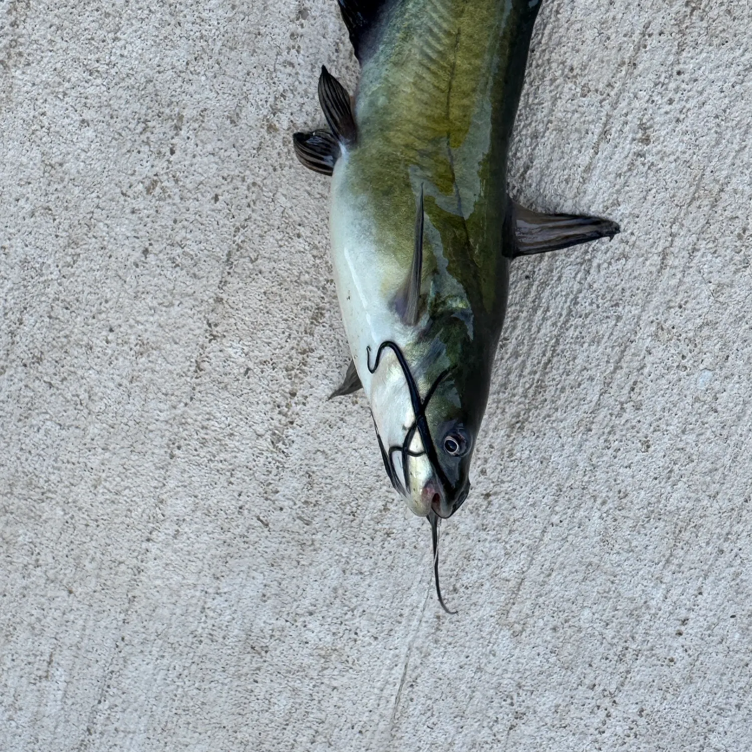 Channel catfish caught on Fishbrain