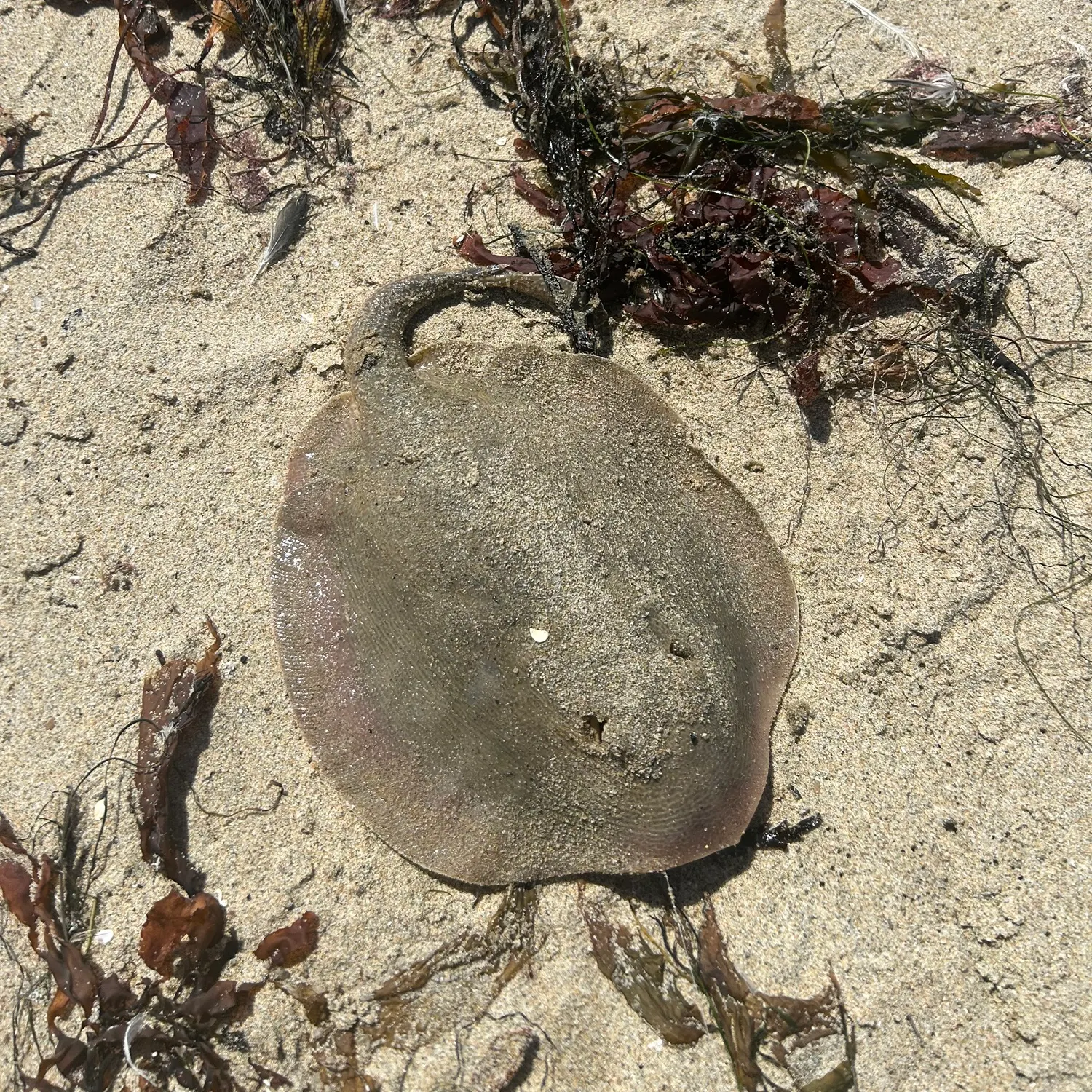 Haller's round ray caught on Fishbrain