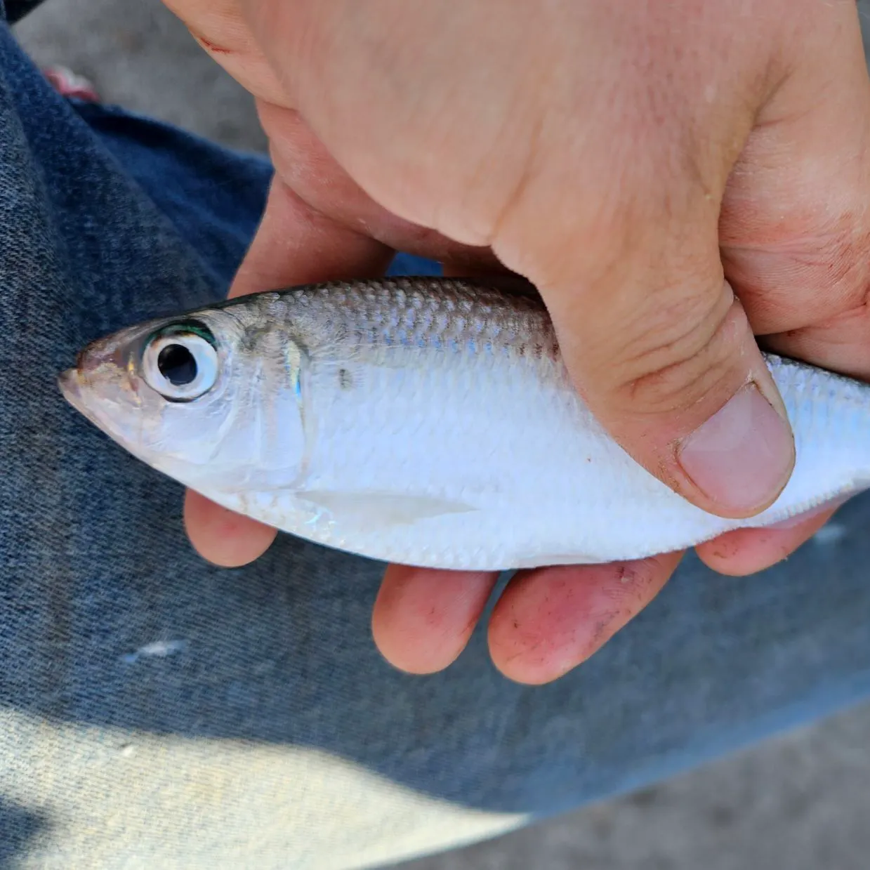 The most recent Scaled herring catches on Fishbrain