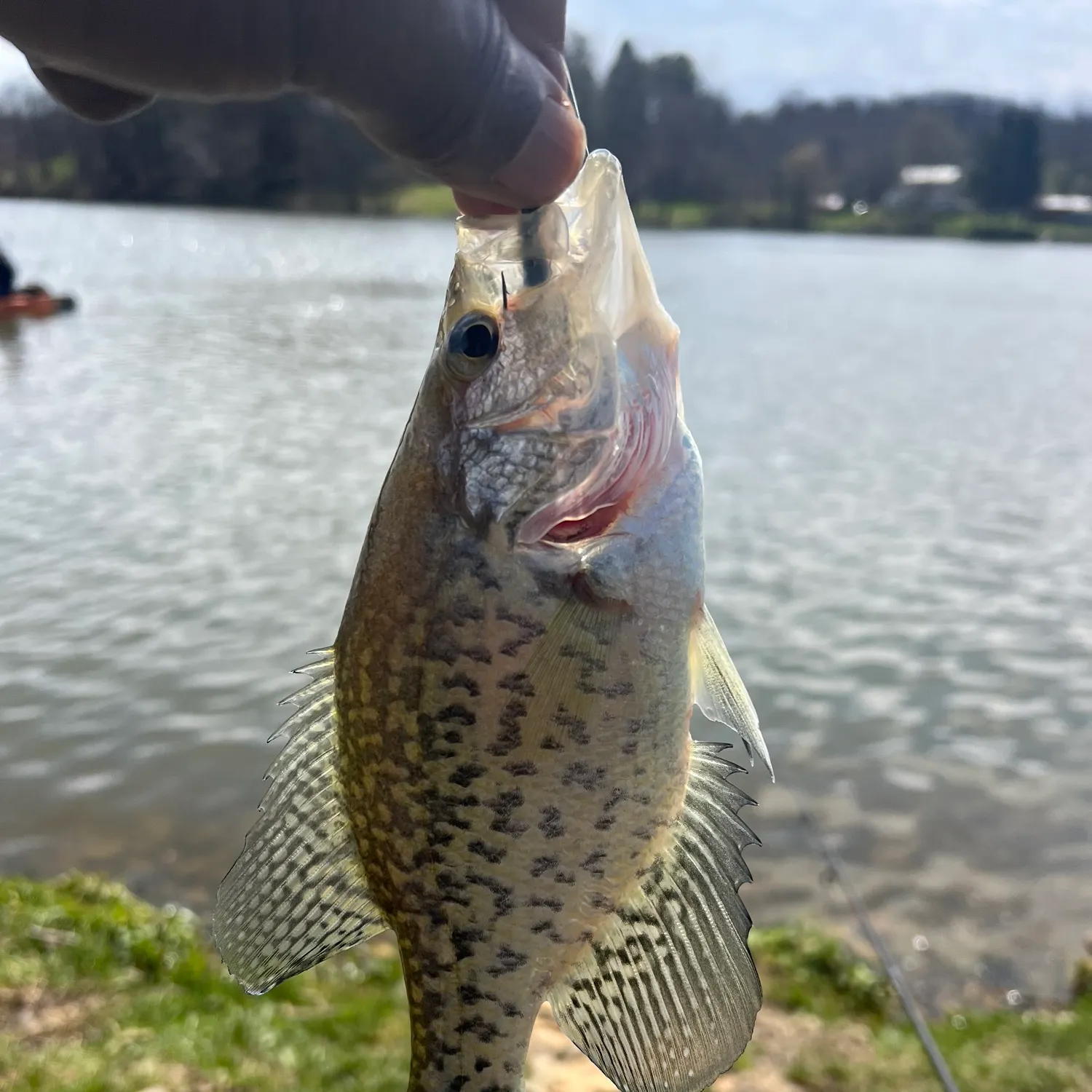 The most recent Black crappie catches on Fishbrain
