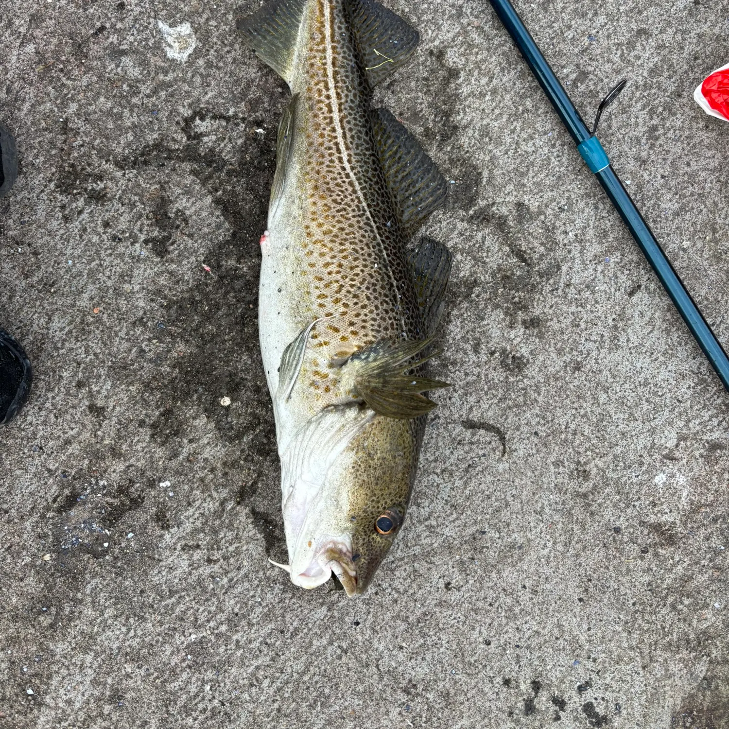 Atlantic cod caught on Fishbrain