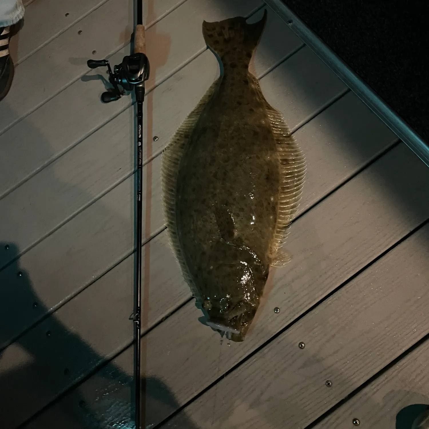 The most recent California halibut catches on Fishbrain