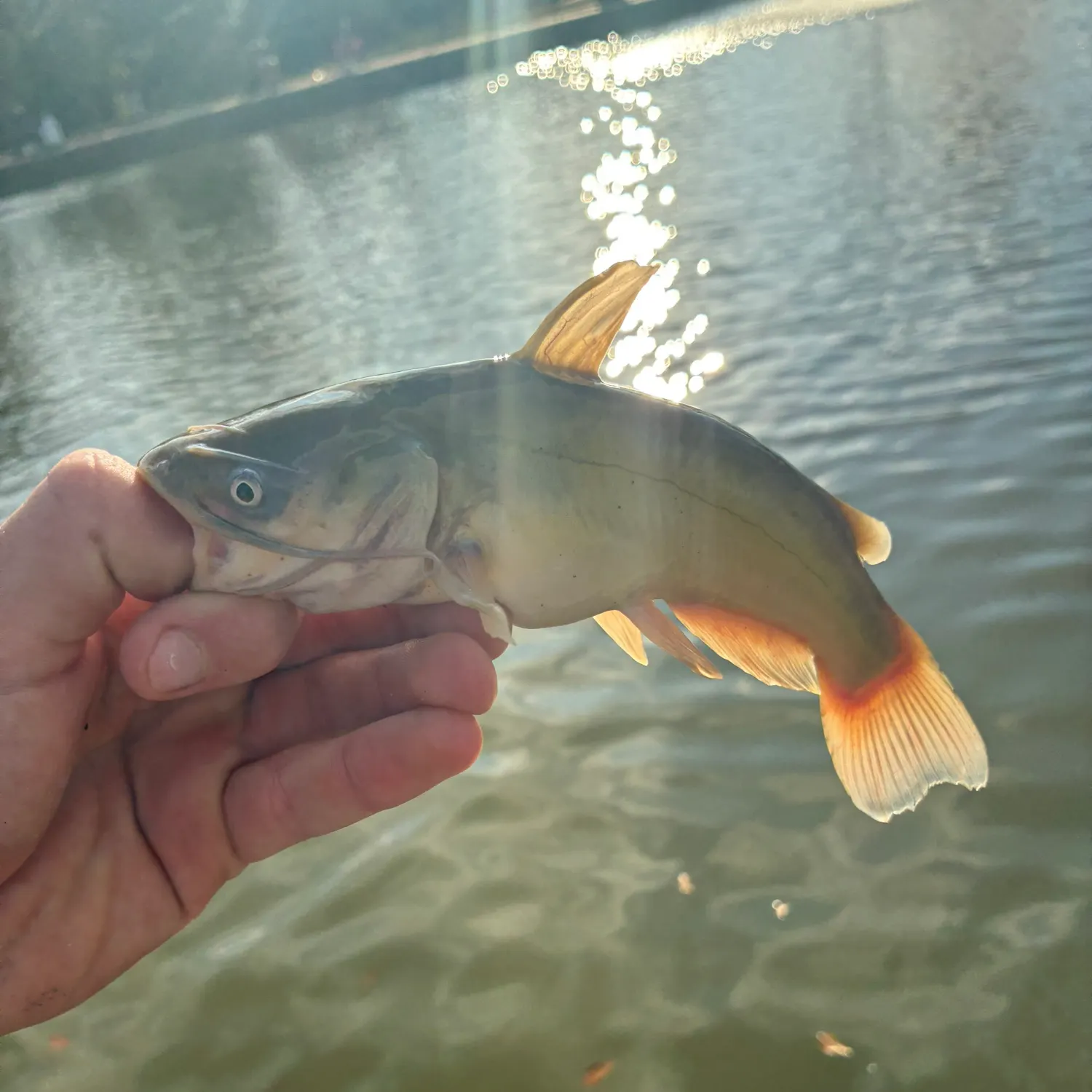 The most recent Black bullhead catches on Fishbrain