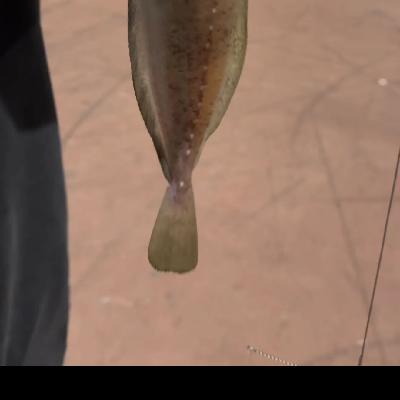 Lingcod caught on Fishbrain
