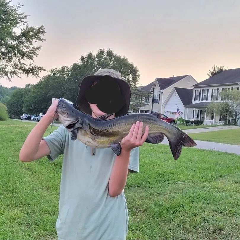 Channel catfish caught on Fishbrain