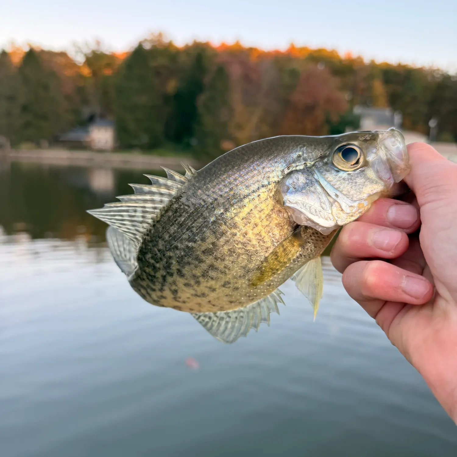 White crappie caught on Fishbrain