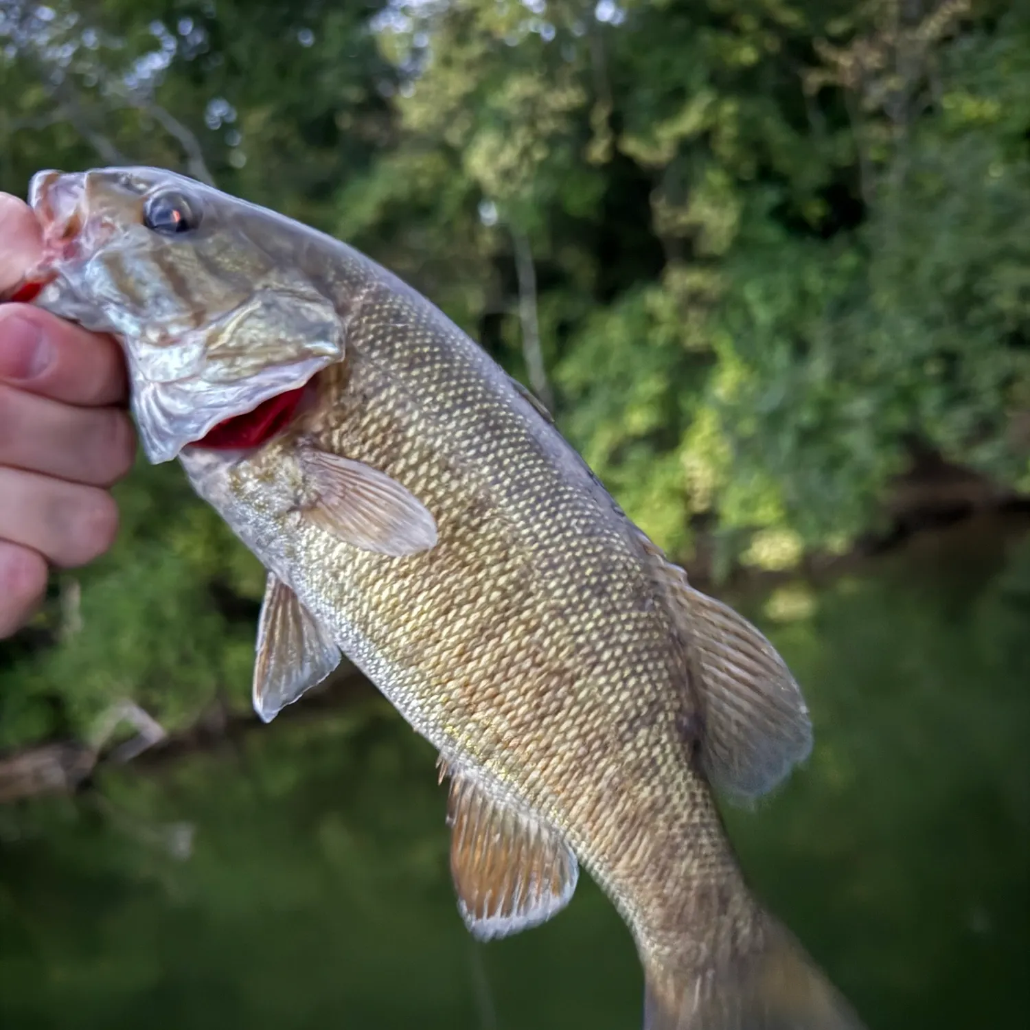 Smallmouth bass caught on Fishbrain
