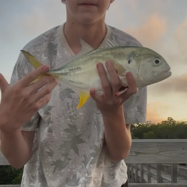 The most recent Crevalle jack catches on Fishbrain