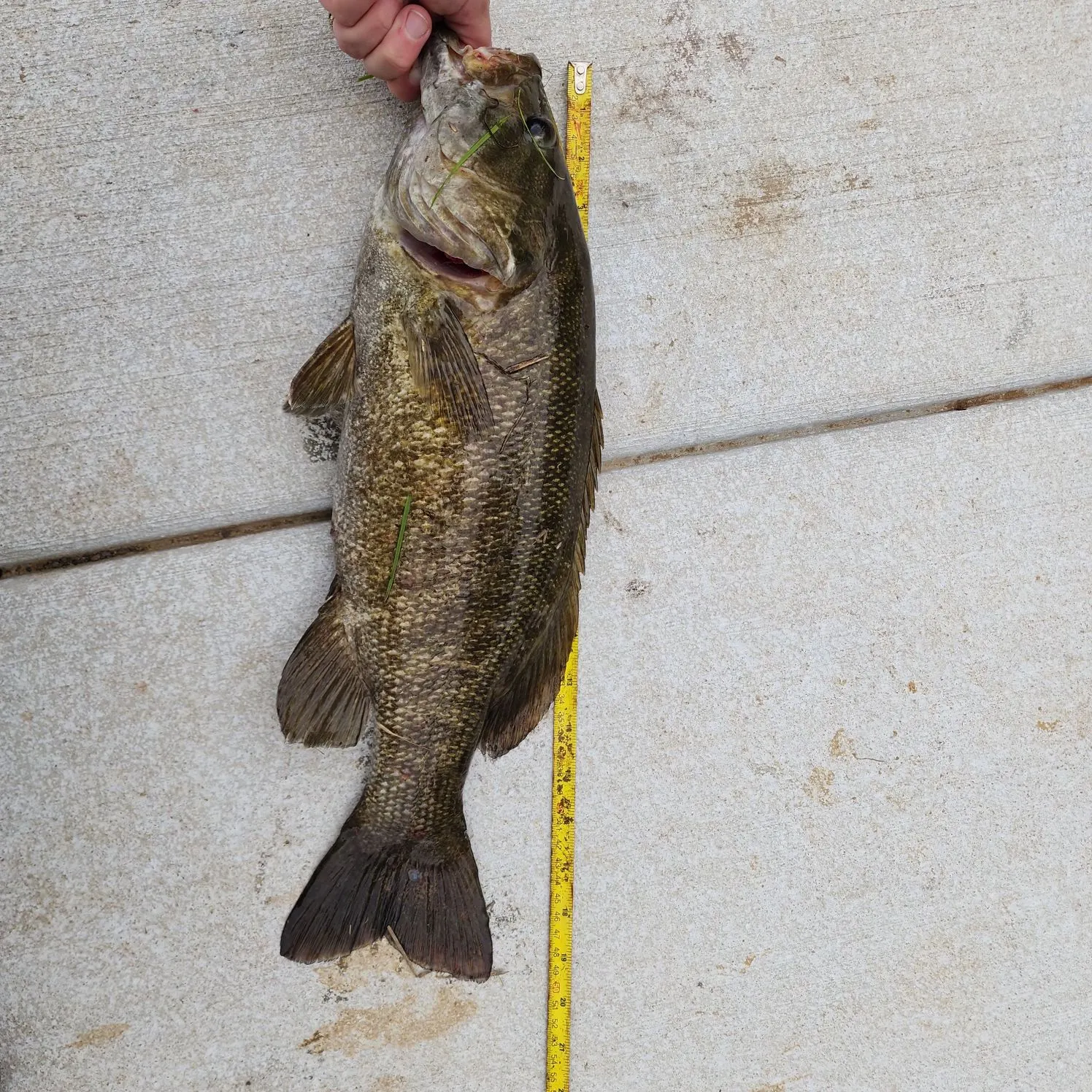 Smallmouth bass caught on Fishbrain
