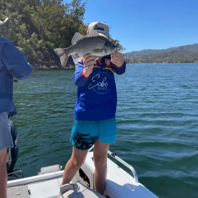 The most recent Australian bass catches on Fishbrain