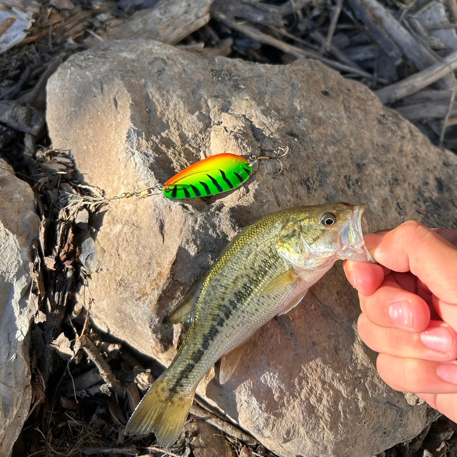 Largemouth bass caught on Fishbrain