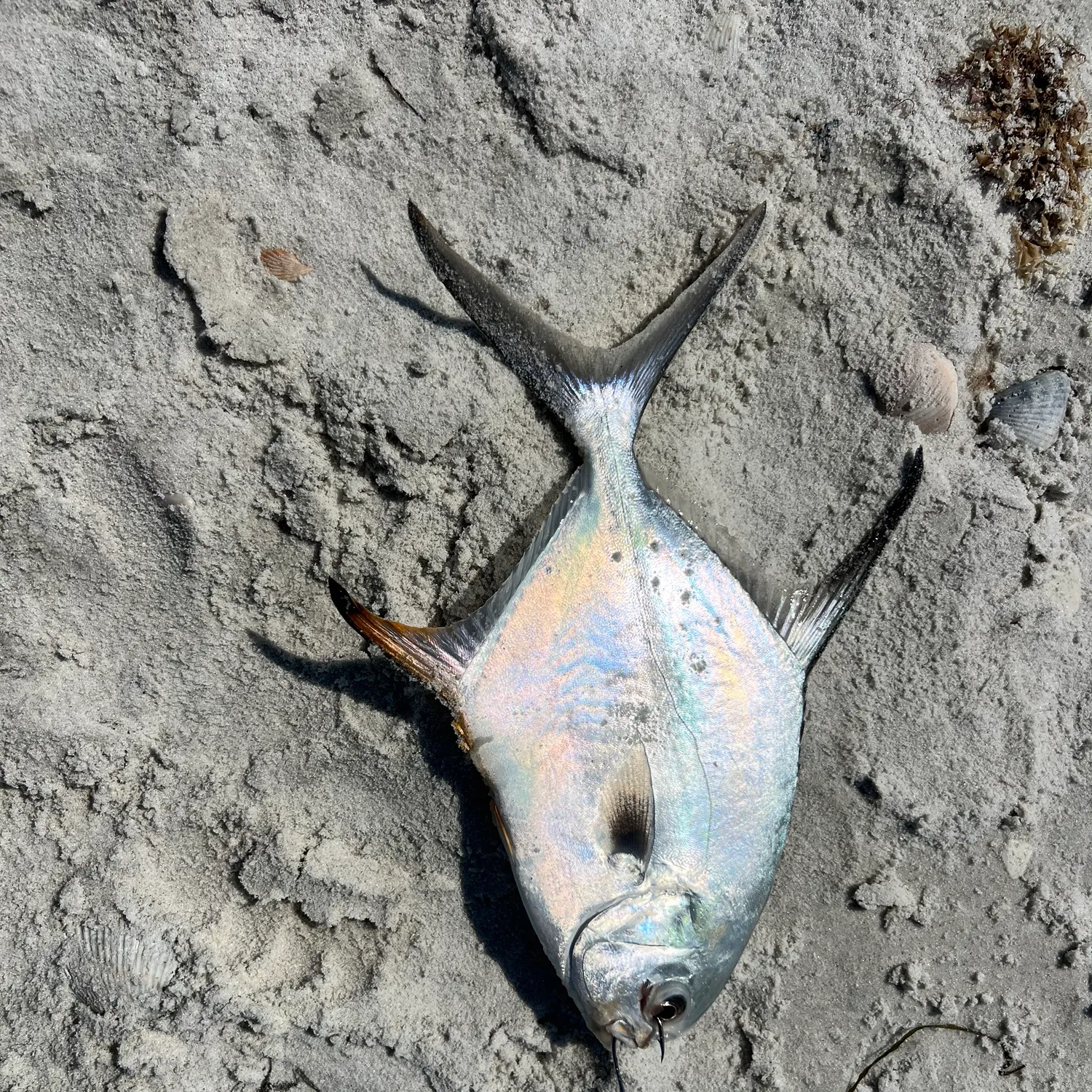 The most recent Permit catches on Fishbrain