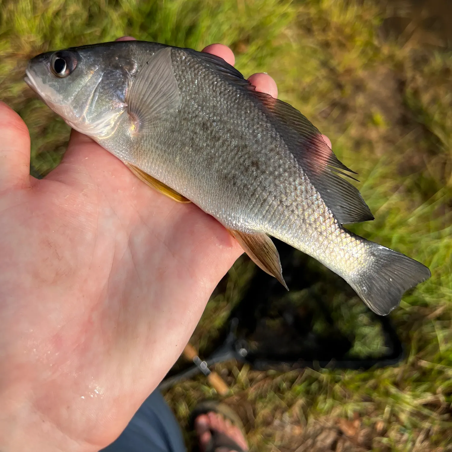 Freshwater drum caught on Fishbrain