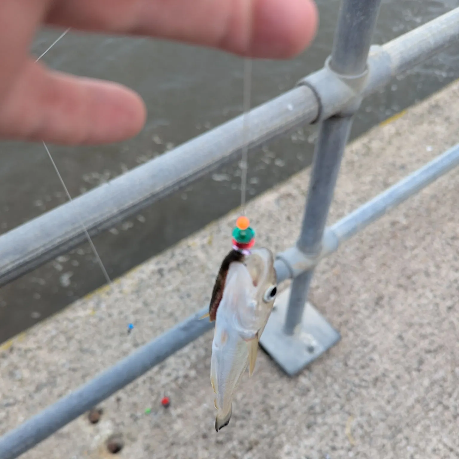 The most recent Whiting catches on Fishbrain