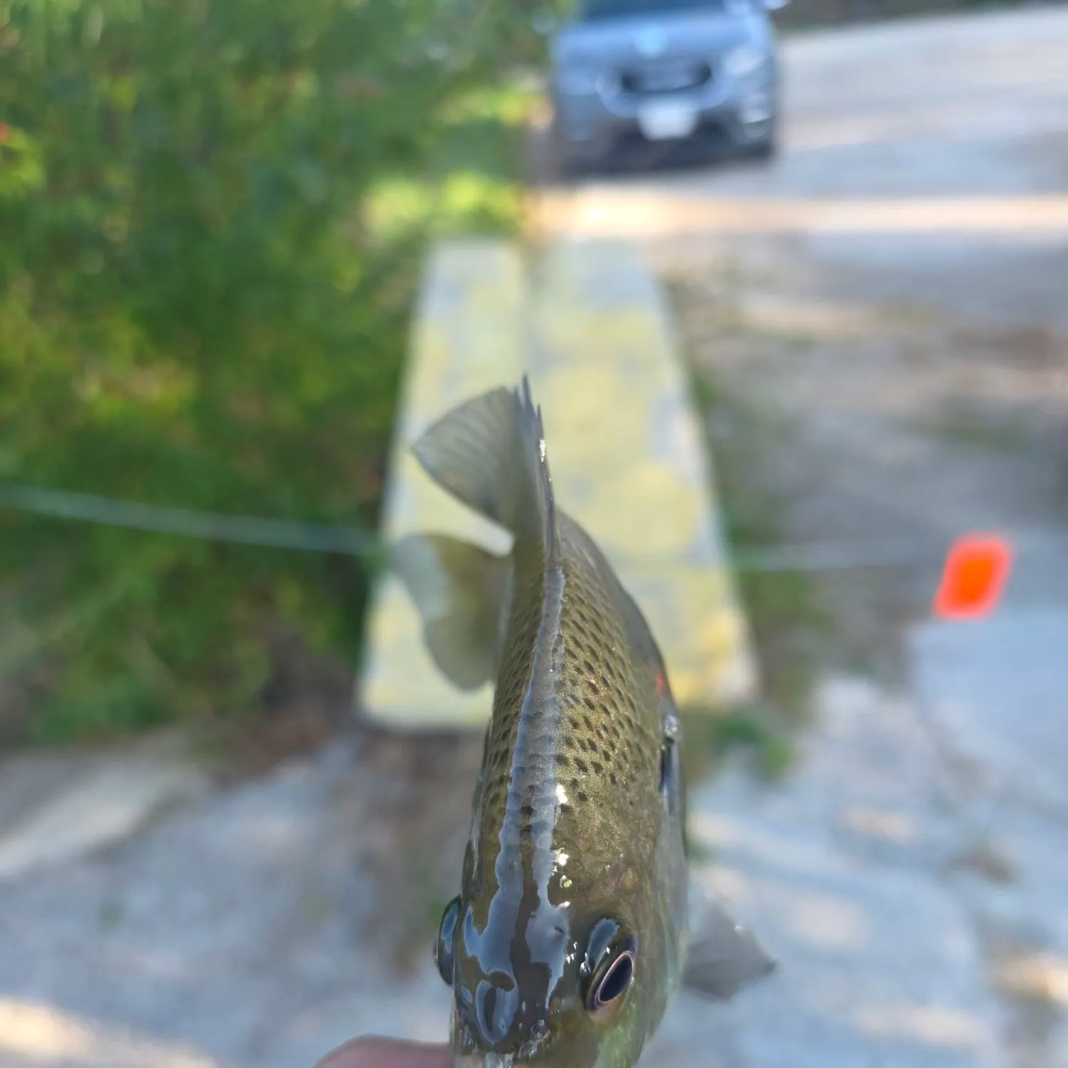 Bluegill caught on Fishbrain