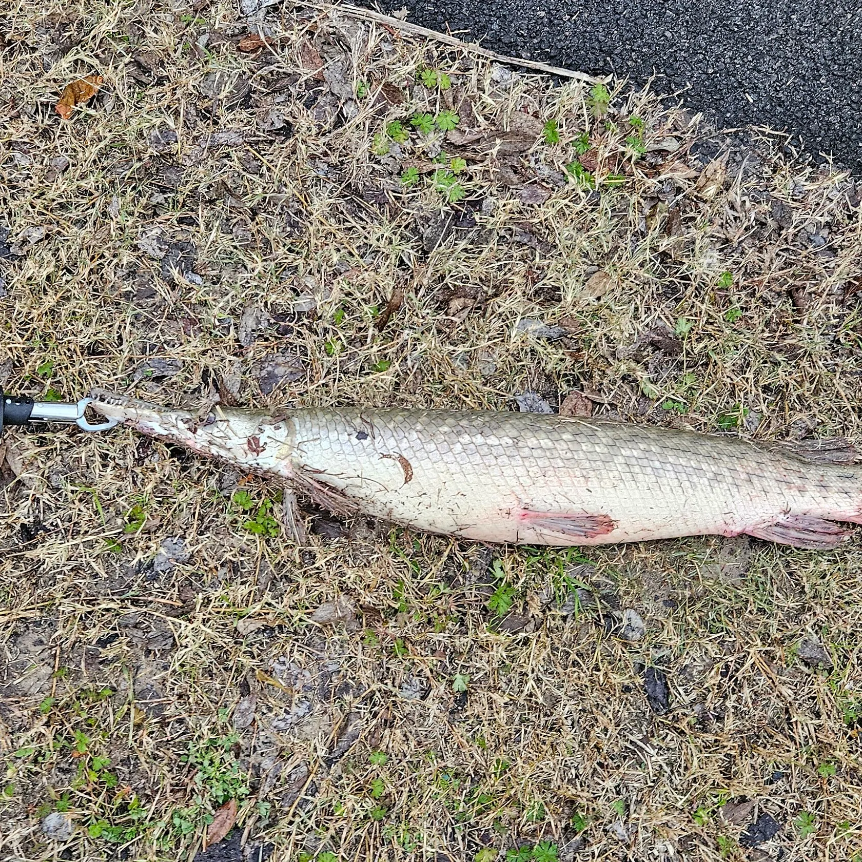 The most popular recent Shortnose gar catch on Fishbrain